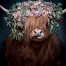 Braune Highland-Rindkuh mit langem Fell, das die Augen bedeckt, trägt einen großen Kranz aus rosa Blüten und grünen Blättern vor dunklem Hintergrund.