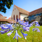 Vordergrund: blaue Agapanthus-Blüte; im unscharfen Hintergrund das historische Gebäude des Franziskanermuseums mit roten Ziegeln, Arkaden und Wiese unter blauem Himmel.