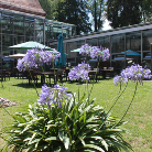 Innenhof des Franziskanermuseums mit grünem Rasen; im Vordergrund große Büschel violetter Agapanthus-Blüten in einem Kübel, dahinter mehrere gleichartige Kübel auf Gestellen, ein glasverkleideter Pavillon und das historische Museumsgebäude.