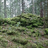 Moosbedeckter Felsenhügel im Nadelwald, bewachsener Waldboden mit Flechten und kleinen Pflanzen.