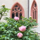 Busch mit rosa Pfingstrosen vor zwei gotischen Spitzbogenfenstern der Fassade des Franziskanermuseums